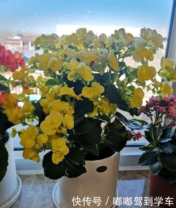 公认“最难养”的3种花，养一盆死一盆，看看你家有没有！