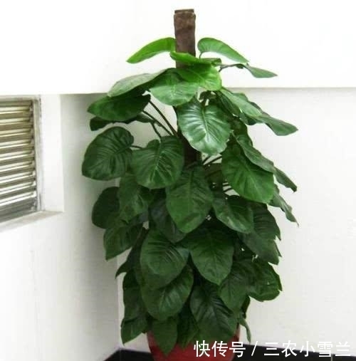 绿萝这么养, 一年就能爬满墙