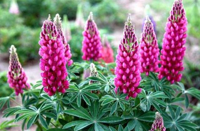 此花耐寒,零下5度冻不死,花朵一串串像“冰棍”,一开2个月