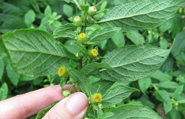 牙疼|农村一种野草,嚼3片叶子能治牙疼,煮水洗澡有益处