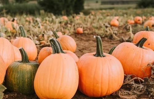 花生|大脑最爱的食物,花生只排第4名,第1名却是它,真的没想到