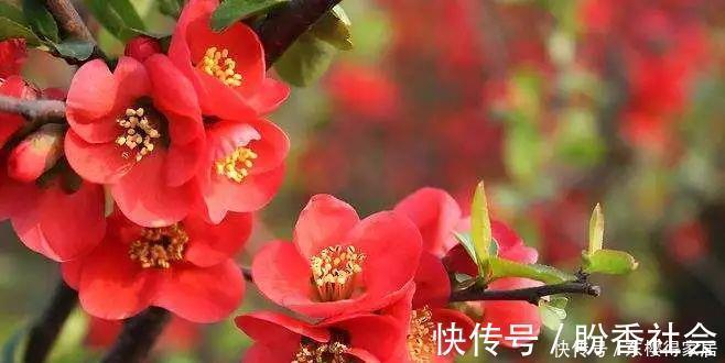 步步高|旺财又旺人的绿植,盘点8种超好寓意的盆花