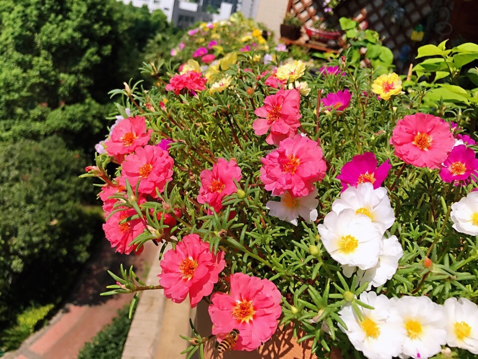 叶片|不懂养花方法就养4种花,只管浇水,松松长到爆盆