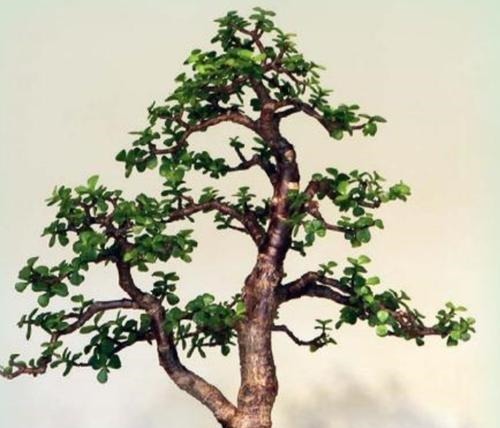 金枝玉叶有四怕，避免四点，养护金枝玉叶不再难