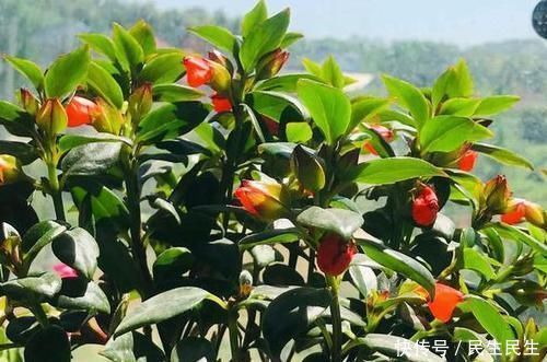 阳台杂乱无章又狭窄，不如盆栽这些花卉植物，美得如同花海仙境
