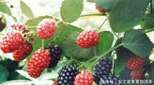 桑果树|农村常见的几大野果,你吃过几种?最后一种甜的都让人犯恶心!