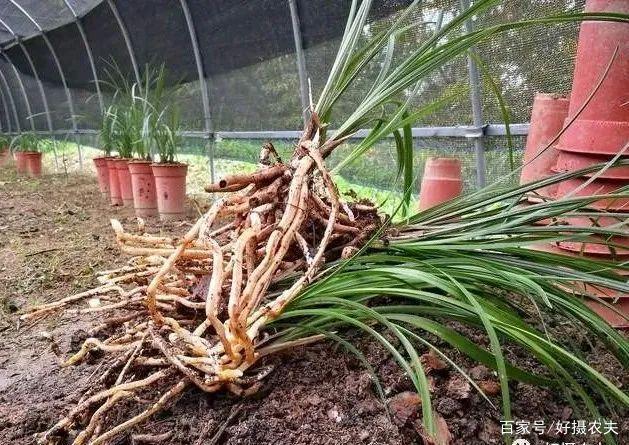 兰花换植料后,叶片有点萎蔫,是不服盆吗