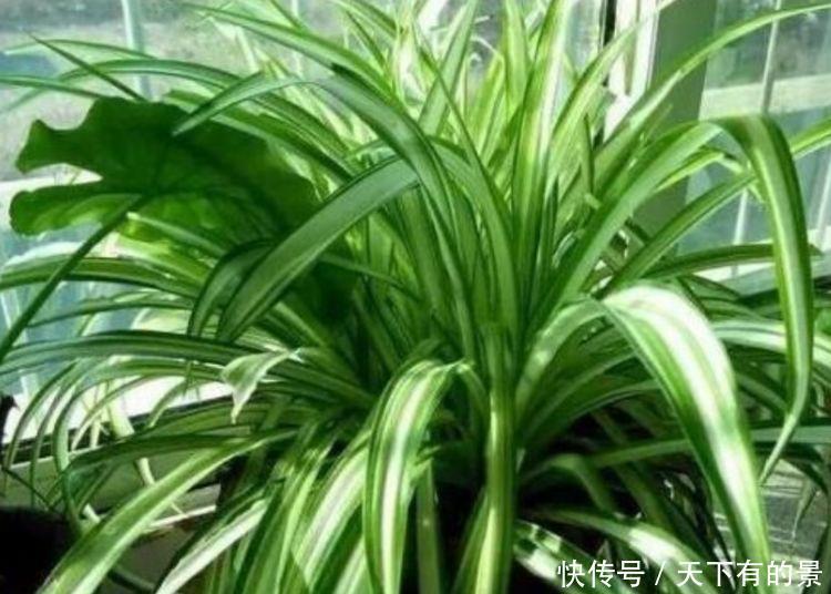 4种花是懒人的最爱,有阳光就爆盆,不用管理也能长得旺