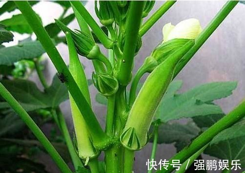 秋葵也能“亲手种”，阳台种2棵，50天开始采摘，一茬又一茬