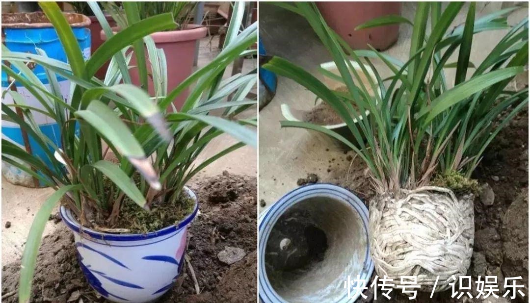 伤口|秋天给花铲一锹,一盆变五盆,根本不用扦插!