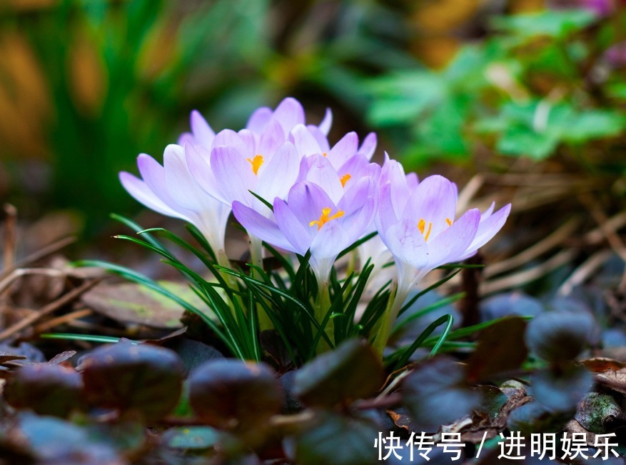 此花优雅娇柔,散发着芳香,观赏价值极高,代表着快乐和等待你