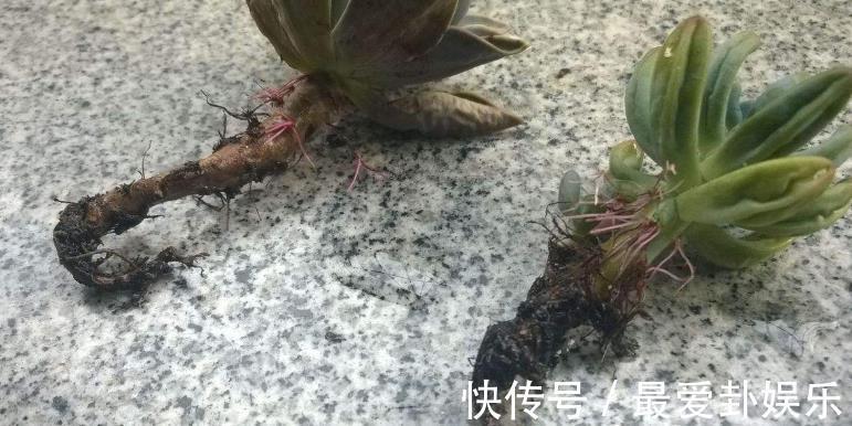 症状|多肉烂根会出现什么症状,该如何早点发现处理?