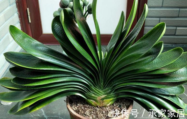 秋季如何养君子兰不夹箭?注意4点,植株越长越旺盛