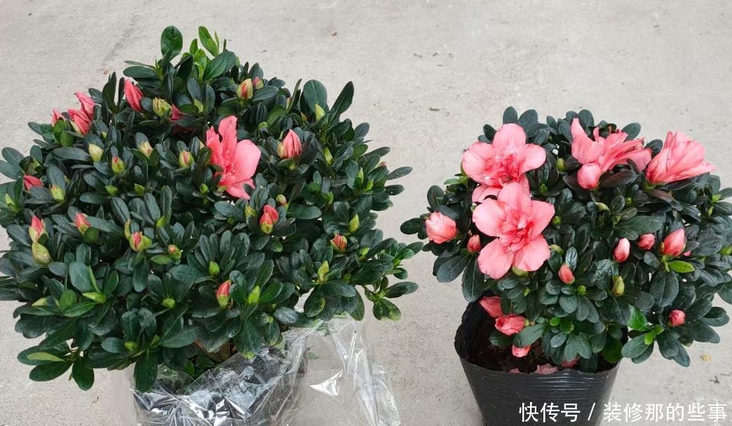 高手公认“最难养”的4款花卉，你家有吗？