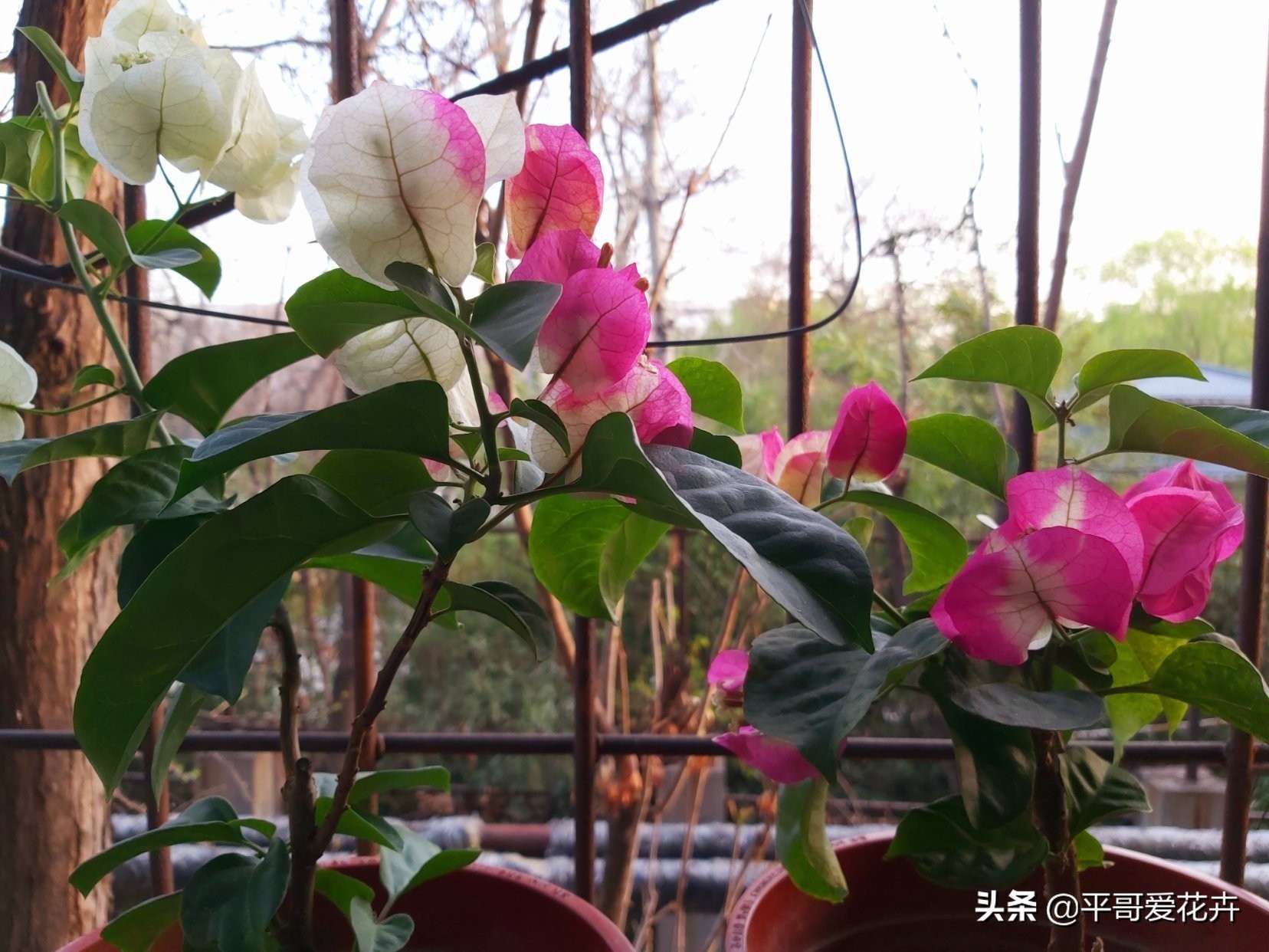 养花|“3种花”适合9月扦插,温度适宜,生根快,而且不黑腐、不烂根