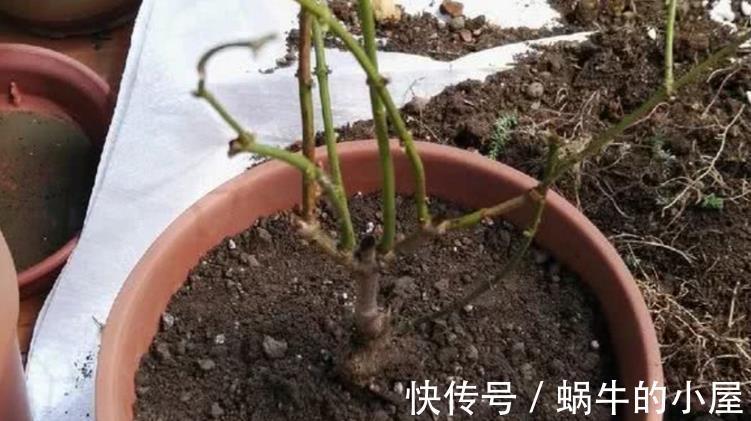花卉|秋季养花换盆土:从准备到服盆,期间该注意哪些细节?