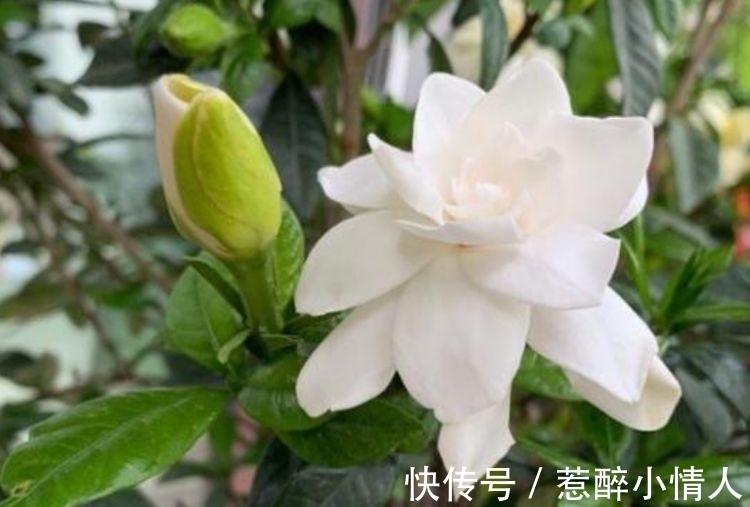 春夏秋冬|阳台养这几种花，好养易开花，开花速度快，个个美的出奇！