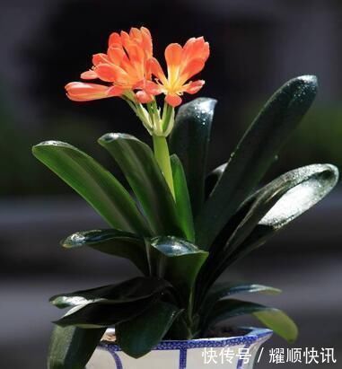 花盆|养君子兰知道这四个小技巧,不积水不烂根,年年开花不是问题!