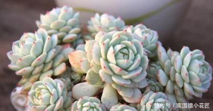 5种多肉,皮实又好养,长出状态美美哒,适合新手!