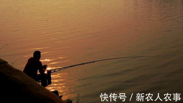 钓王邓刚在广东盘黑坑,塘主瞧不起被打脸,不要鱼获抬走了一头猪