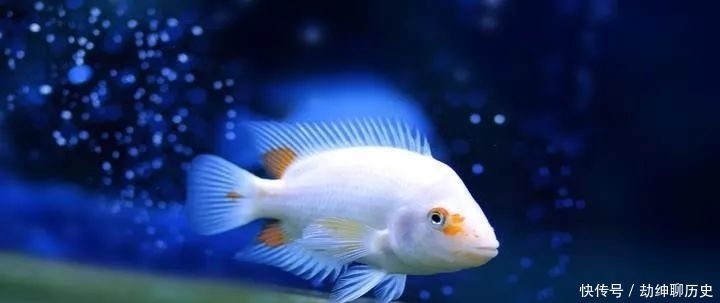 小丽|小丽作品:《鱼》 诵/童话