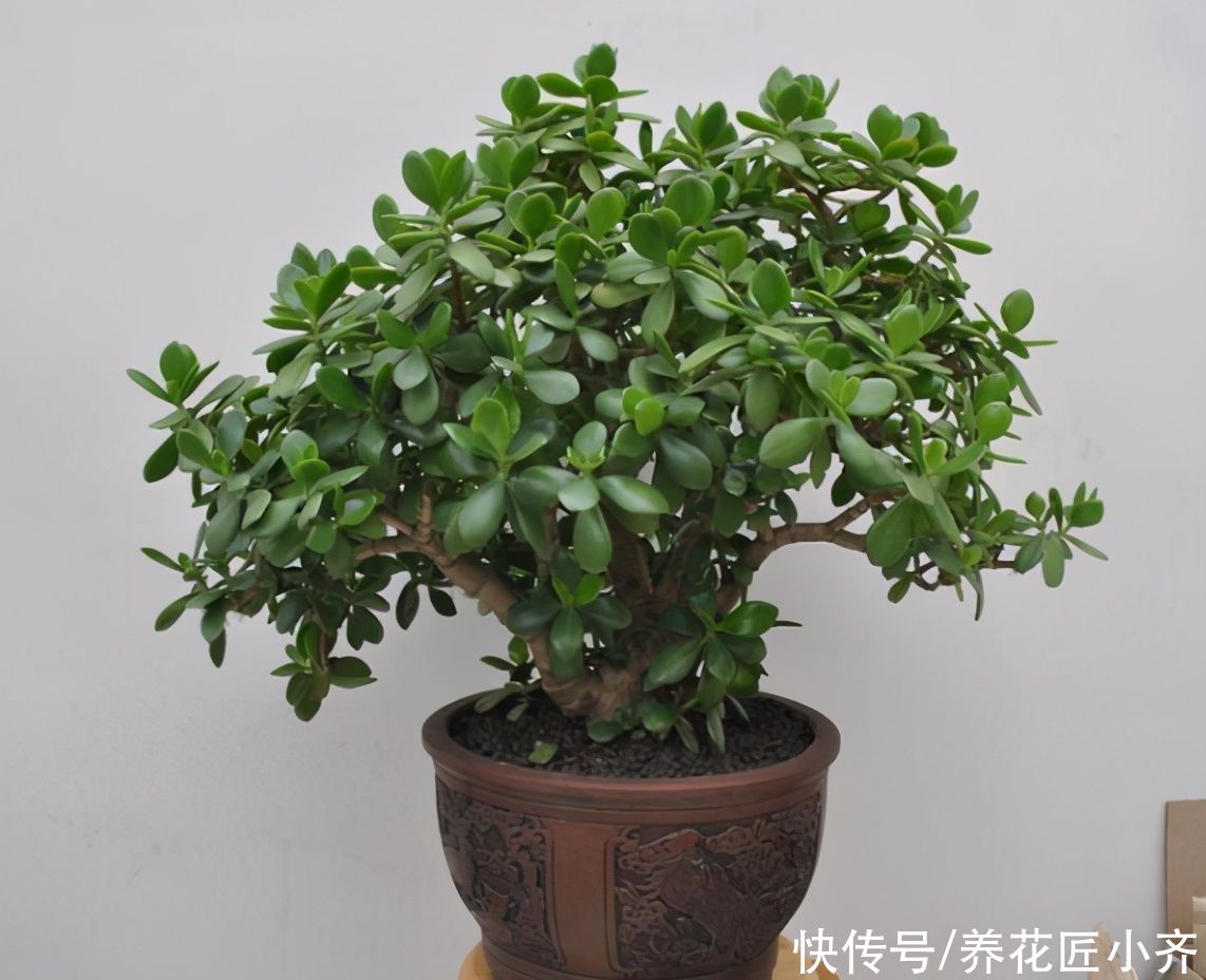 景天科|如果想让玉树长得快，夏季不能少了这3点