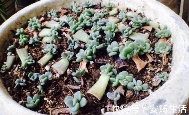 刚种多肉选什么品种此3款好养、容易爆盆,用叶片就能繁殖