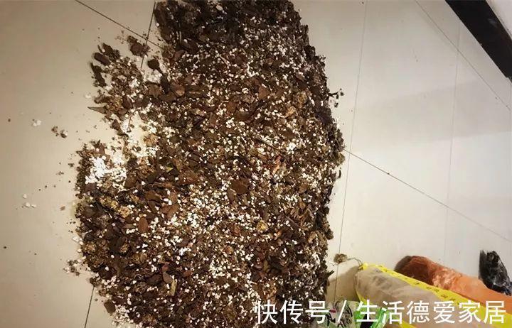 绿萝|绿萝穷养,兰花富养,才能养成宝贝,你真的懂吗?