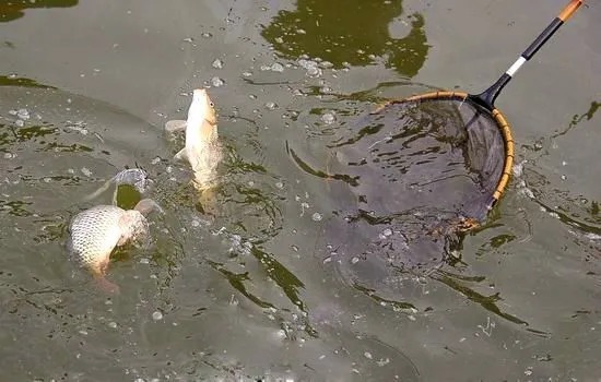 渔获|野钓想要狂拉鲫鱼，打窝、补窝的这些讲究，你必须要知道！