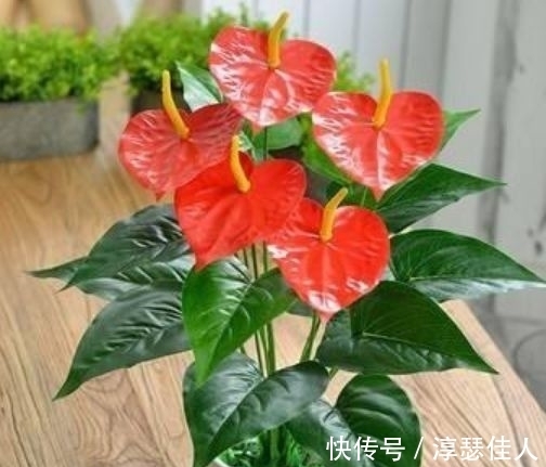 红掌|冬天养此几款花卉,花色繁多易爆盆,娇艳欲滴