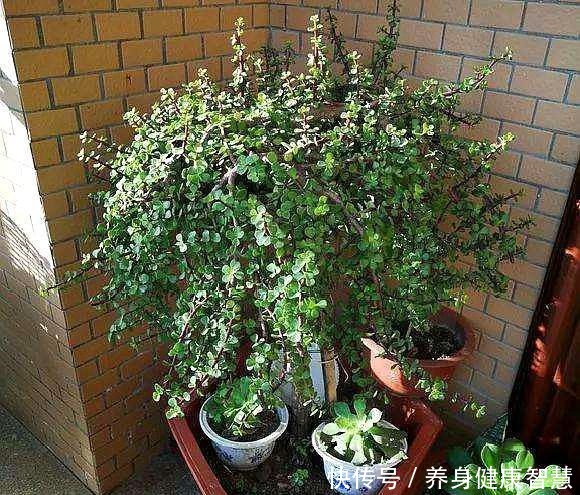 养好金枝玉叶,无非掌握“5要点”,做到位了,枝干粗壮、嫩叶窜!