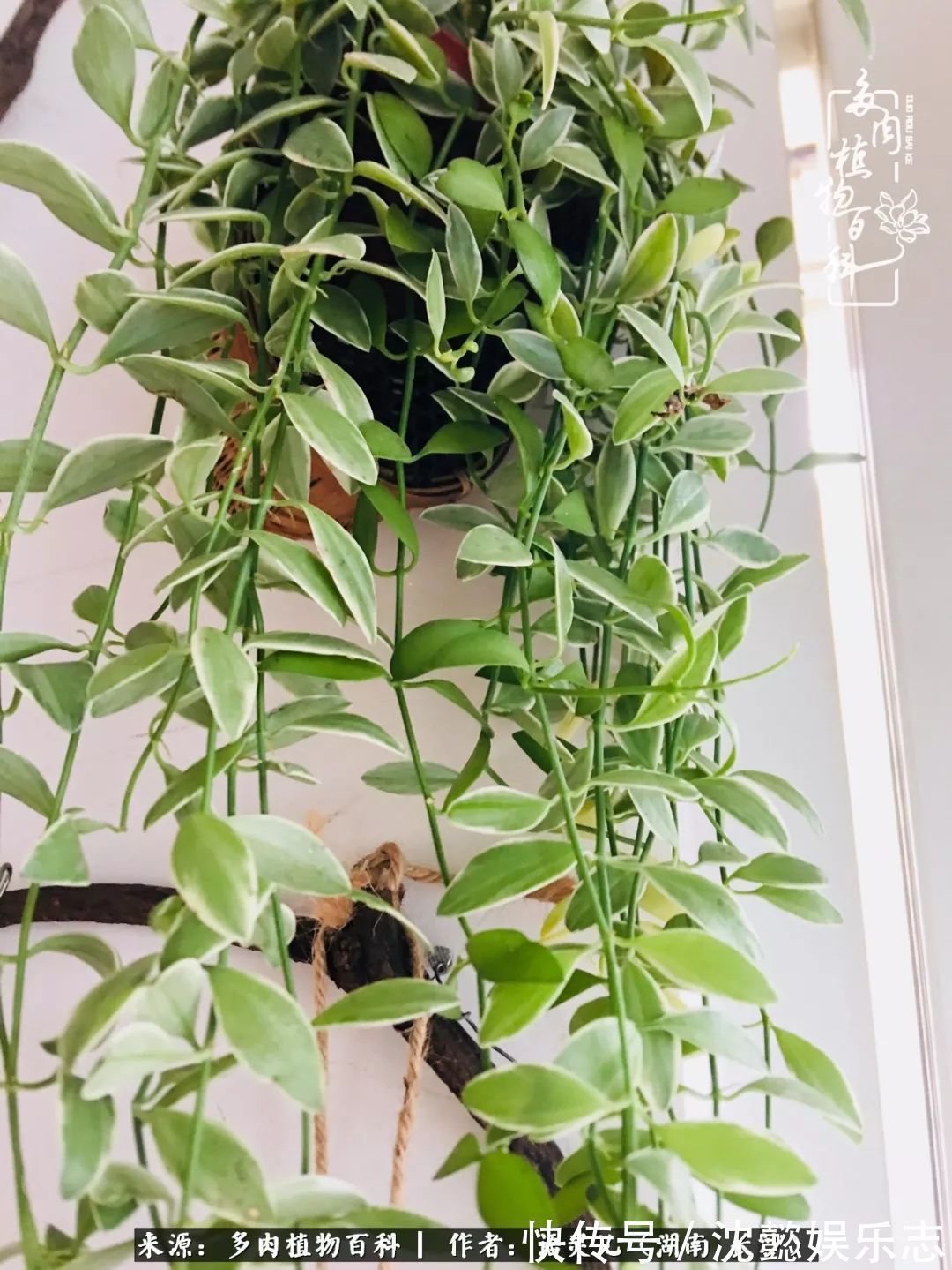 阳台党|邂逅多肉,爱折腾的阳台党,总能收获简单纯粹的快乐!