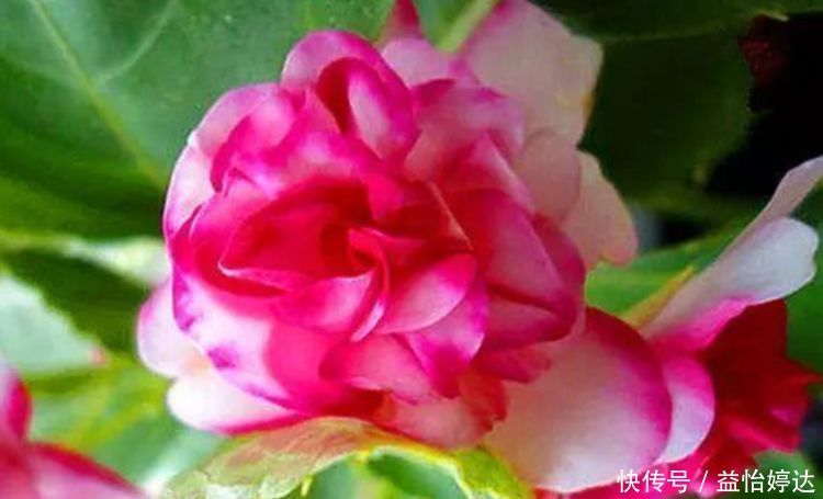 “1种花”沾土就活,比长寿花、月季都好看,尤其女生最喜欢