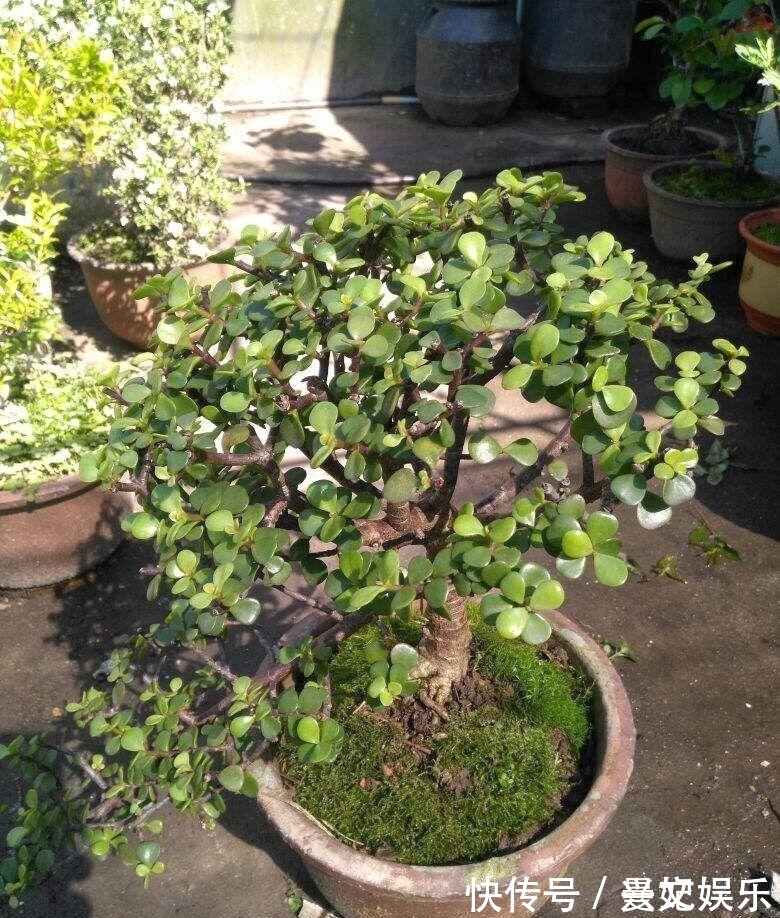 3种招财树,想养别花钱,掐个枝就生根,能得一大盆!