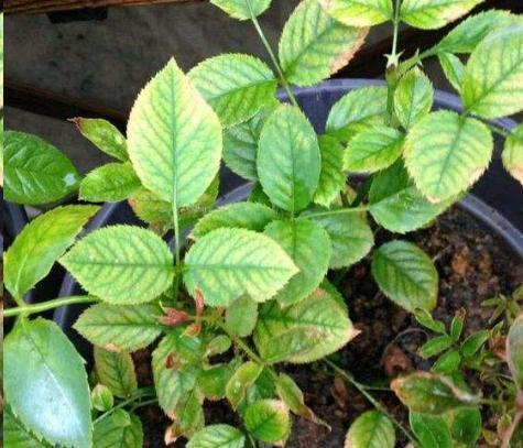 杜鹃花|月季花杜鹃花栀子花总是养不活教你一招,连开3个月!