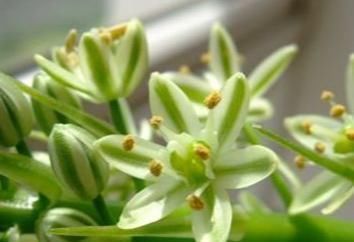 3种花不好养,不如直接丢水里,蹭蹭生根开花,花开轻松爆满盆