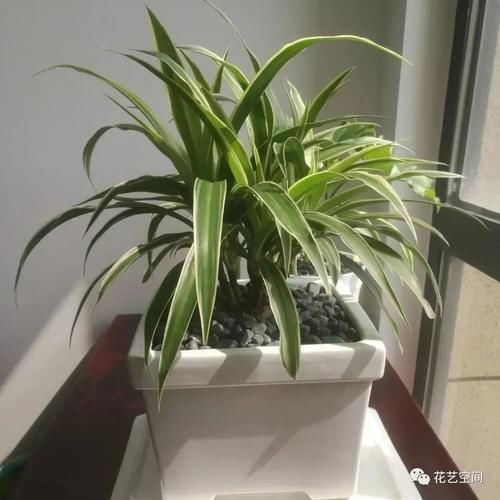 排水性|街上没人要的几种东西,都是养花宝贝,养花高手早早就捡回家了