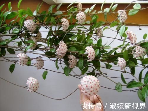 花友|花友养了五六年的“绿萝”终于开花了,美出新高度,原来如此