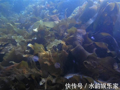 海带|高血压的“特效药”找到了,连吃2周,血压直降,比“降压药”强