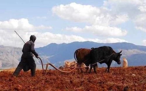 坚果|51岁田先生吃素2年多,突发脑梗,这3种食物升血脂比肥肉还厉害