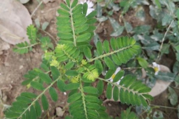 叶子|白天开晚上合,叶子下面长珍珠,殊不知是治疗肝炎的“特效药”