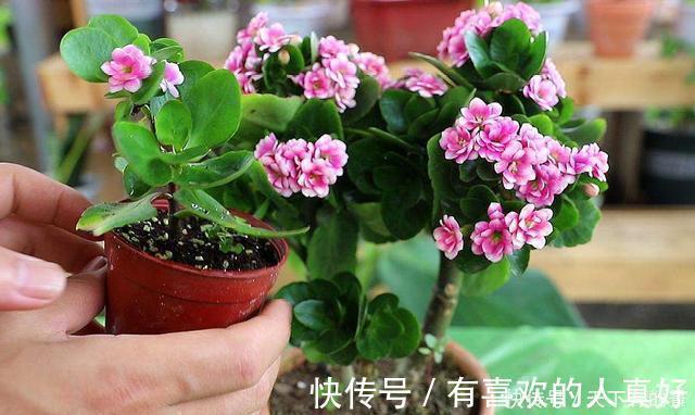 张大爷|张大爷养花,用“2种水”轮流浇,没想到,1年养出漂亮“小花园”