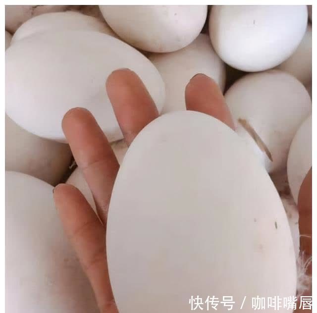 优质蛋白|鸡蛋、鹅蛋、鸭蛋,哪个更有营养?听听营养师的答案