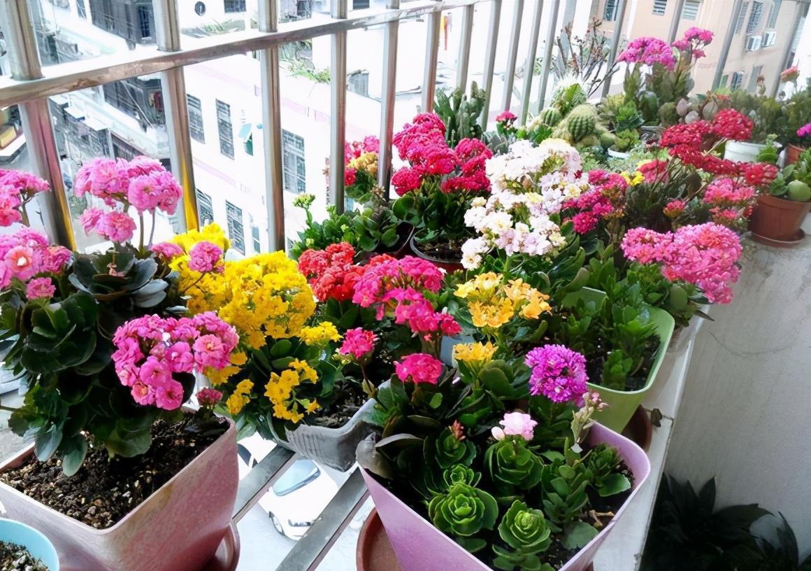 花期|夏季要想养好长寿花,温度问题只是其中之一,还有2处要注意