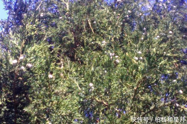 浅蓝色|冬天里浅蓝色的侧柏果实