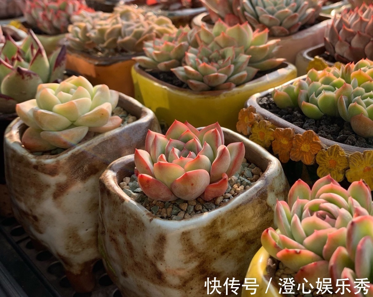 芽点|天气一转凉,抓紧时间给多肉砍头,保管侧芽长得密密麻麻