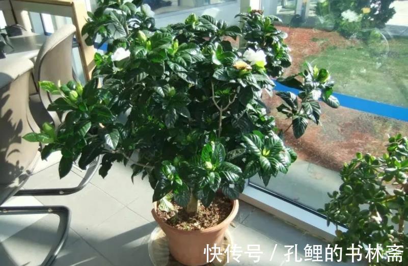 花芽|8月盆栽栀子花,4点打理到位,植株呼呼往外冒花苞