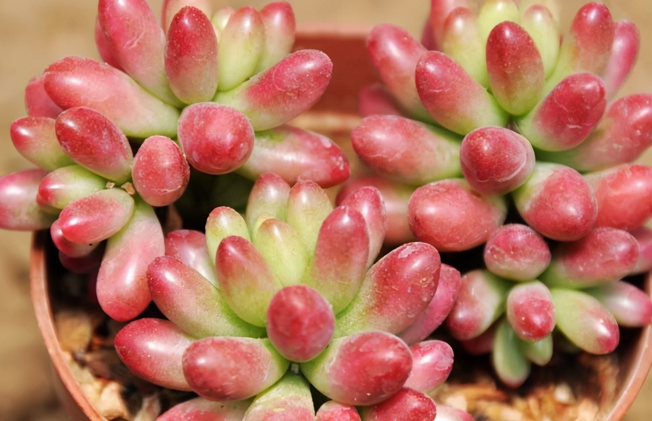 多肉植物耳坠草,想要绿叶变红,牢记4点,不用一个月就上色