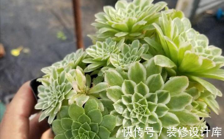 7种多肉“最难养”，一进夏天就挂，新手慎入