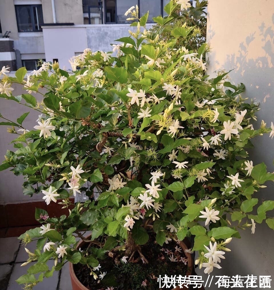 家里有5种花,12月之前要“动剪刀”,舍得剪、花量翻倍